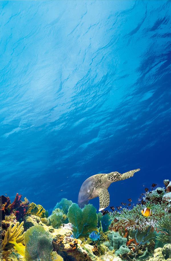 Coral Reef Adventure (2003) Poster US 1129*1719px